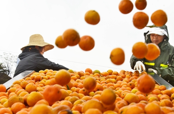 面对柑橘市场日趋激烈的竞争，怀化积极突围——丰收也增收