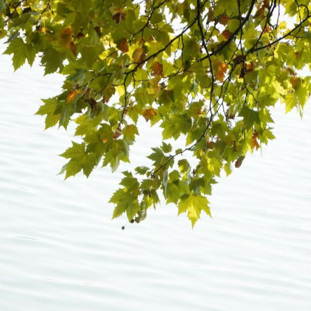 長沙的冬天“迷路”了！又要23℃