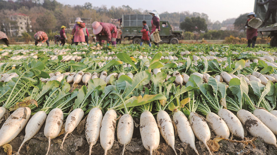 保障“菜籃子”