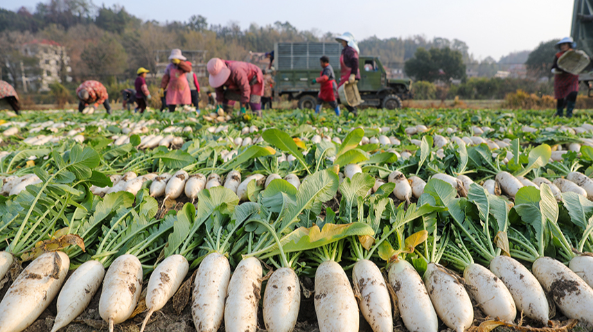 保障“菜籃子”
