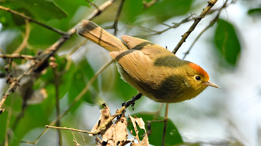 紅頭穗鹛：叢林里的“小紅帽”