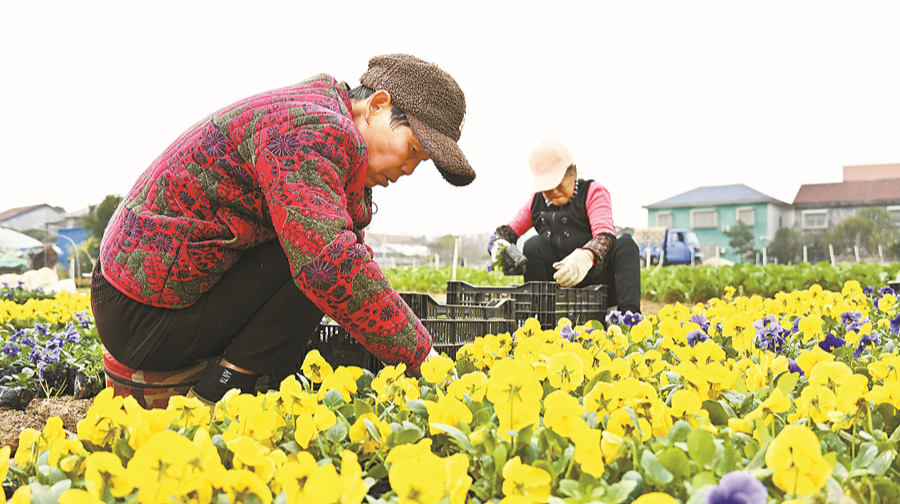 “双节”近 花卉俏