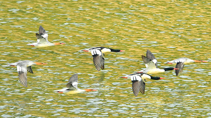 汨罗江迎“国宝级贵宾”