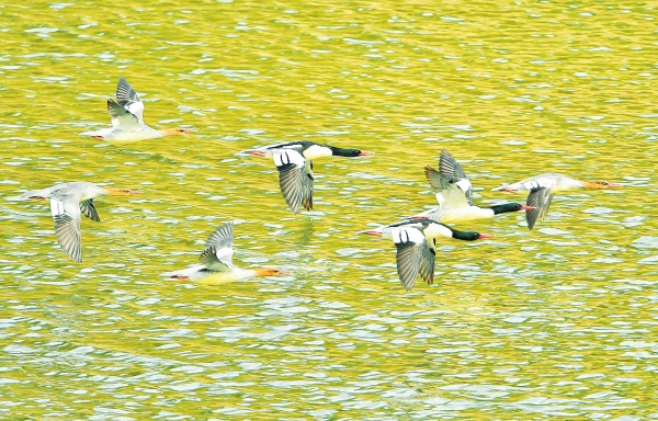 汨罗江迎“国宝级贵宾”