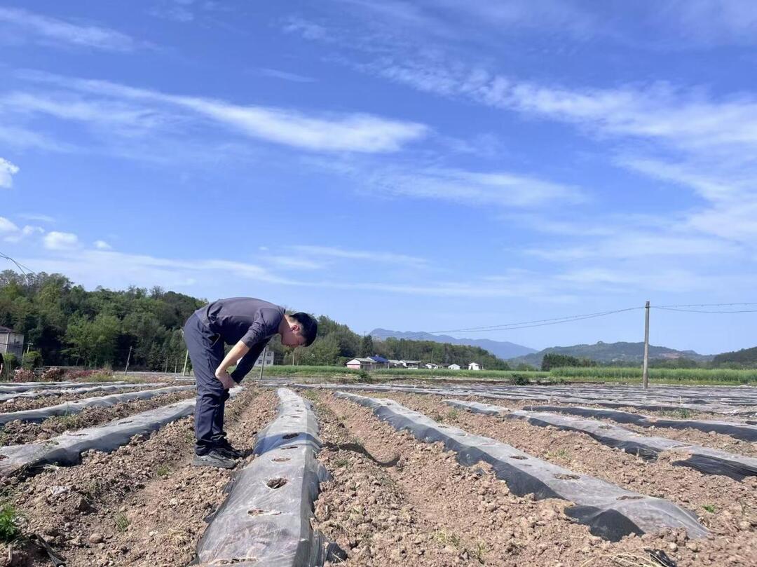 张家界慈利烟草：绿芽沃野生，金叶初盛放：史程的成长答卷