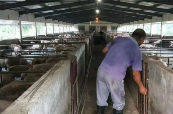 赫山區“生豬代養”增產增收 參與代養戶可從每頭生豬平均獲利300元