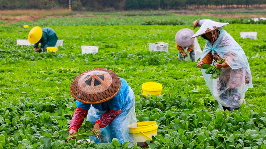 冬季蔬菜供应无忧