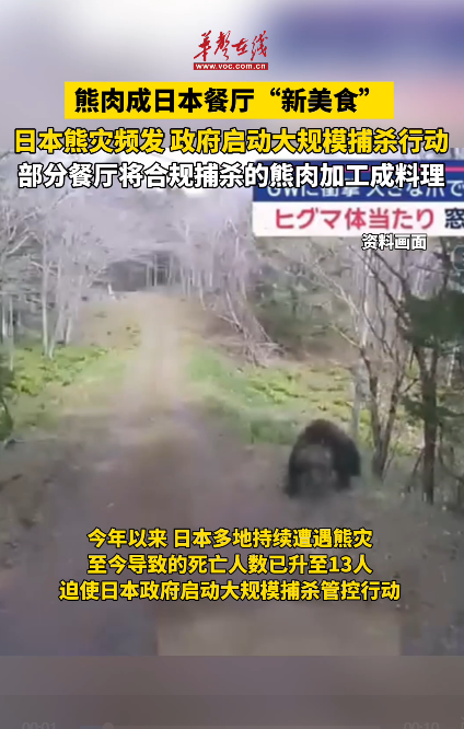 熊肉成日本餐厅“新美食” 日本熊灾频发
