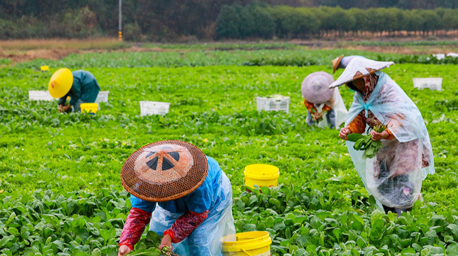 冬季蔬菜供应无忧