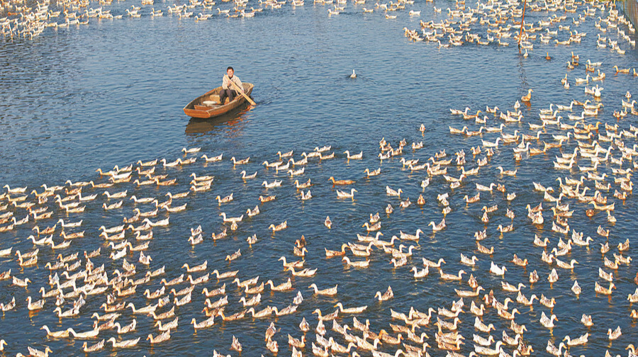 “鸭蛋经济”旺