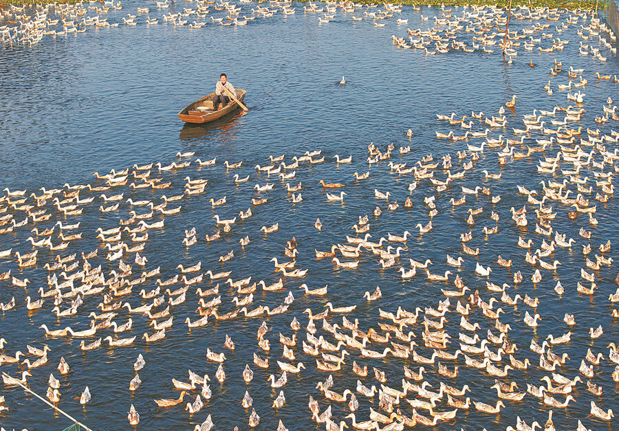 “鸭蛋经济”旺