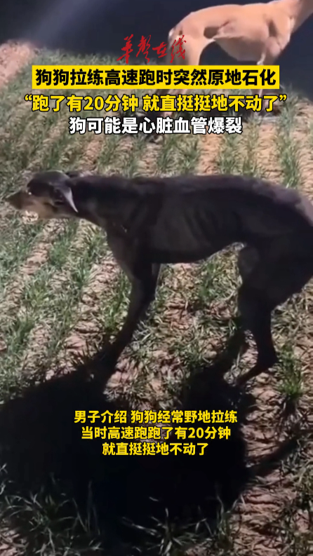 狗狗高速跑时突然“原地石化”