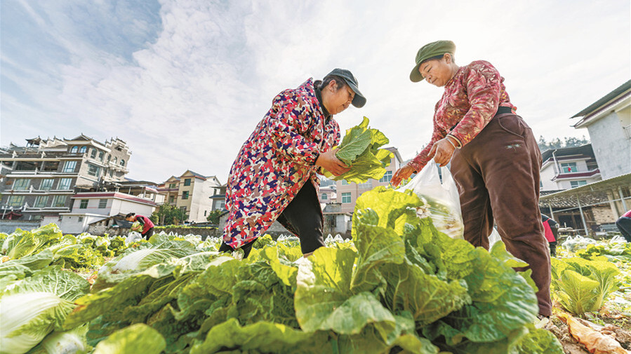 订单农业促双赢