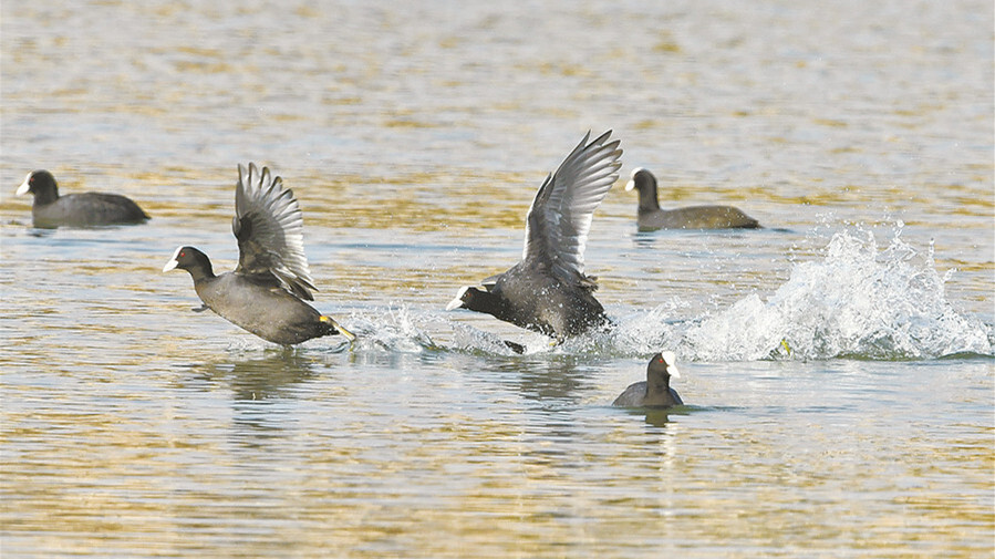 白骨顶鸡舞洋湖