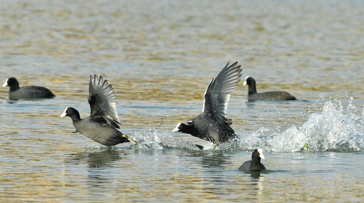 白骨顶鸡舞洋湖