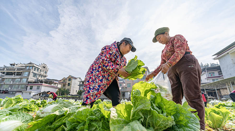 订单农业促双赢