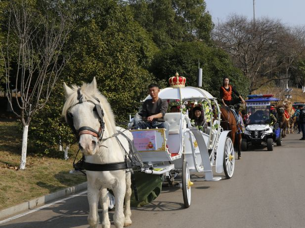 长沙生态动物园将上演新年“马”戏