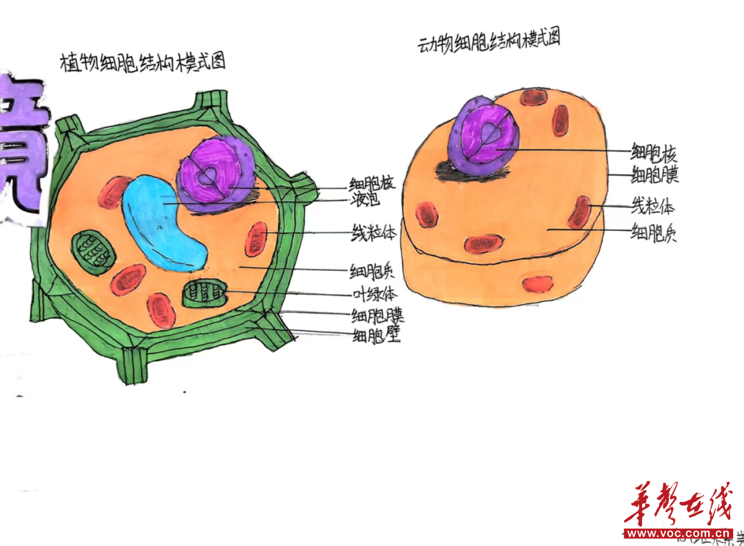 巧手绘细胞 微观探真知 仙庾中心学校生物学科周活动
