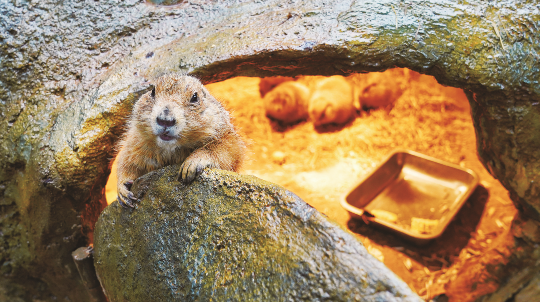 萌宠过冬 取暖有方