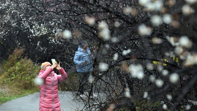 星城早梅 暗香浮动