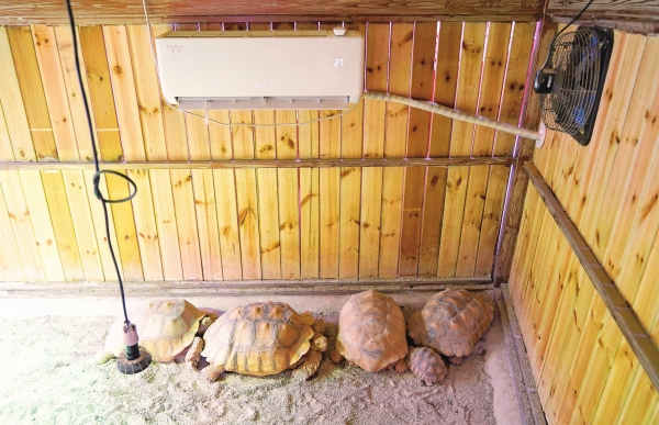 萌宠过冬 取暖有方