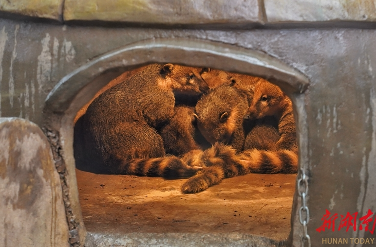 取暖有“妙招” 动物惬意过冬