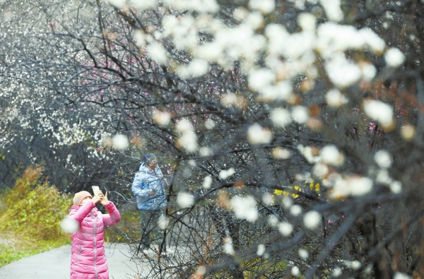 星城早梅 暗香浮动