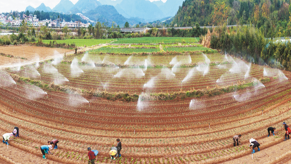 蔬菜轮种促增收