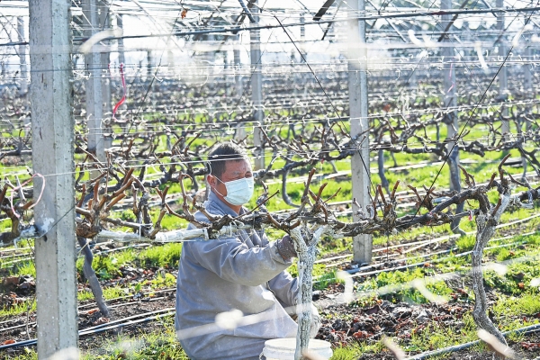 葡萄冬管促增收