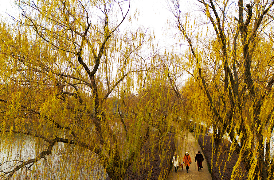 城市公园 冬景如画