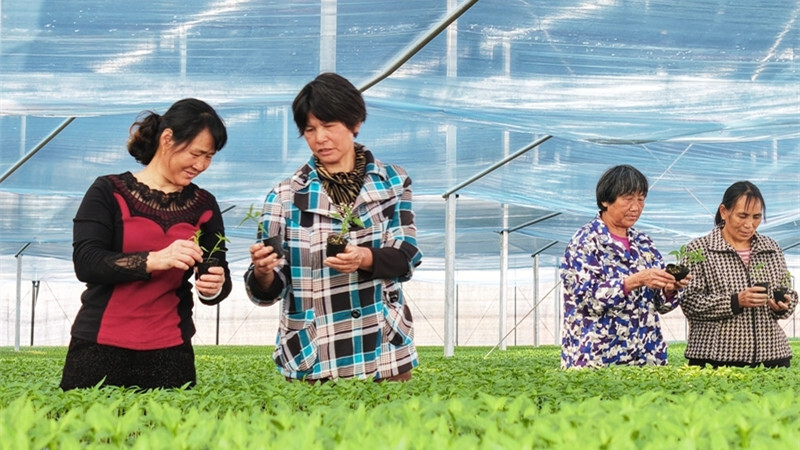 秧苗培育助增收