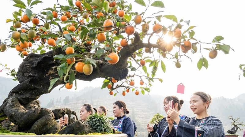 小盆景 大“钱”景