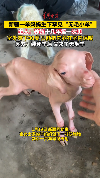 新疆一羊妈妈生下罕见“无毛小羊”