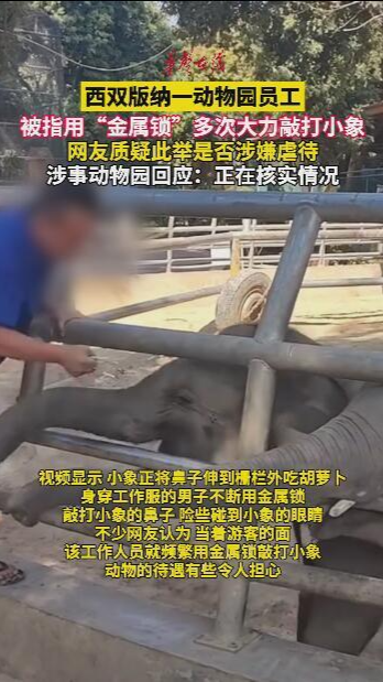 西双版纳一动物园员工被指用金属锁敲打小象