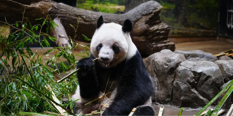 大熊貓“曉曉”和“蕾蕾”將于27日從日本回國