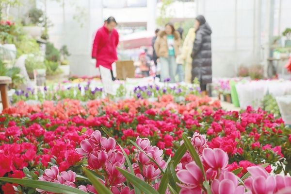 新春近 花卉俏