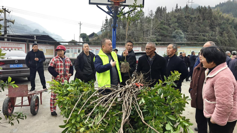 送苗入户添新绿 生态惠民暖人心