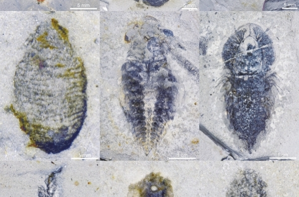 花垣生物群：重新勾勒地球5亿年生命演化图景