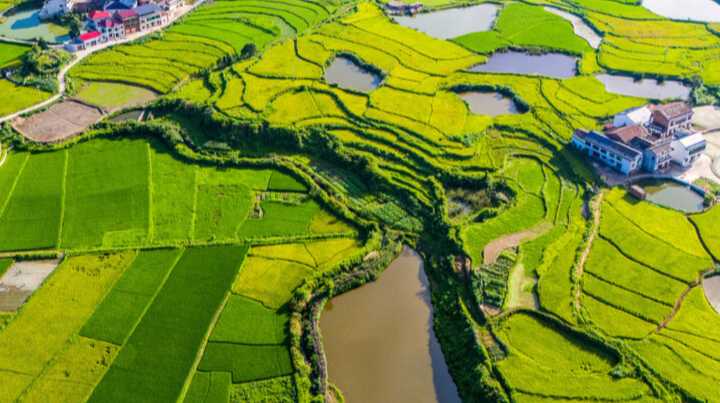 湖南经济新图景｜人均耕地不足，却“卷”成了全国最大水稻主产区