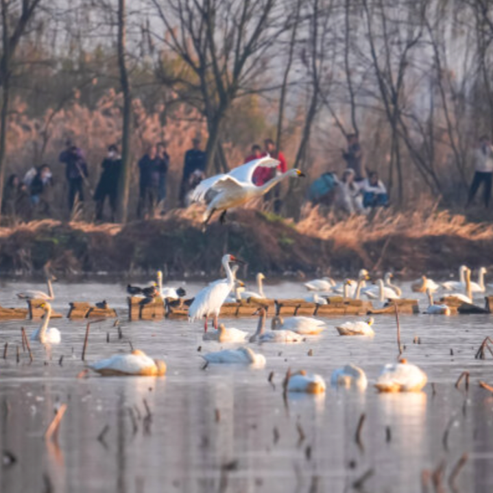候鸟“春运”到站湖南——解读2026年全省越冬候鸟同步调查