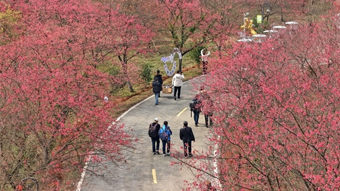 冬樱绽放引客来