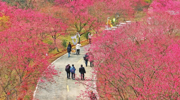 冬樱绽放引客来