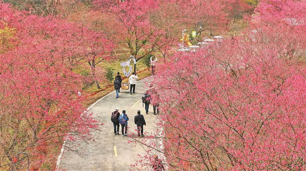 冬樱绽放引客来