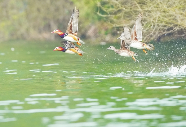 春江水暖 鸳鸯戏水