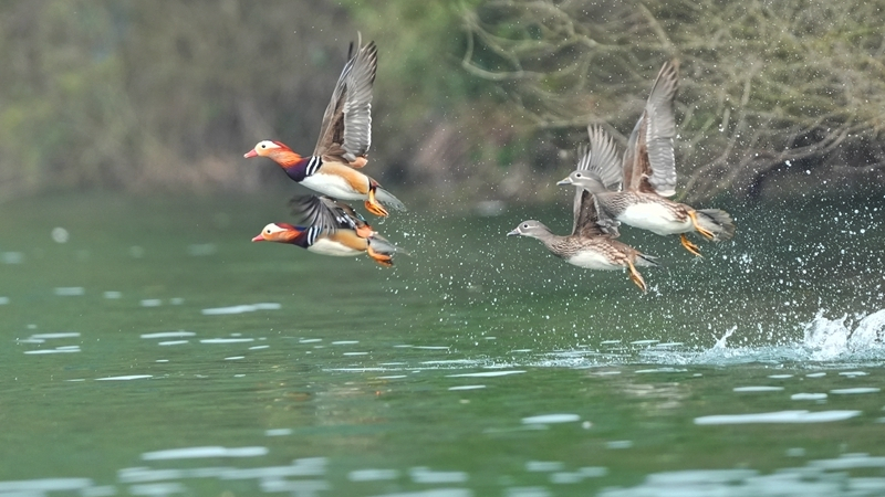 春江水暖 鸳鸯戏水