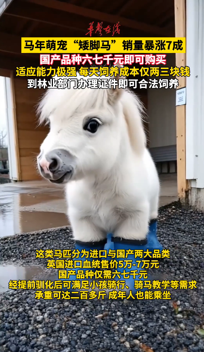 现实版“小马宝莉”火了 马年萌宠矮脚马销量暴涨7成