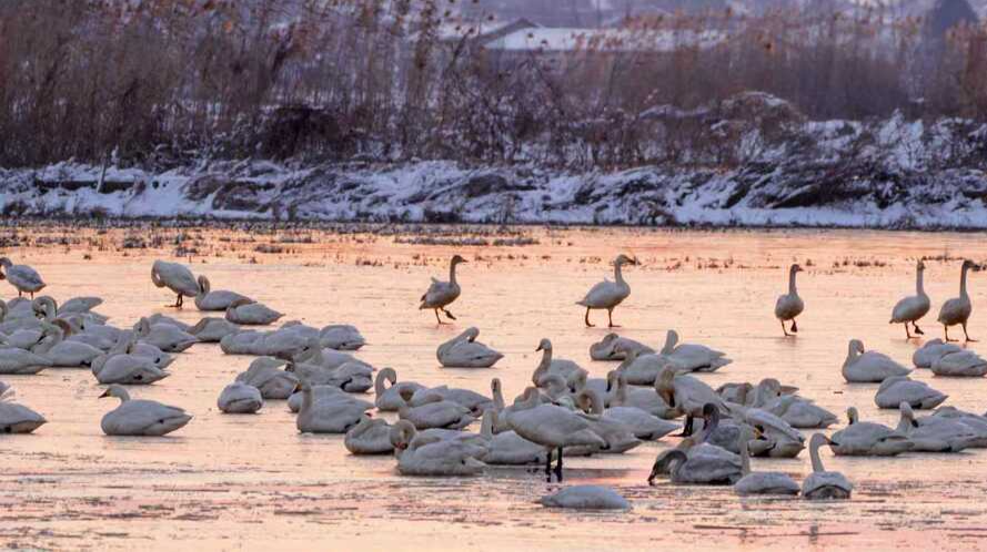 我家新变化丨“鸟道”焕新候鸟归，村民吃上“生态旅游饭”