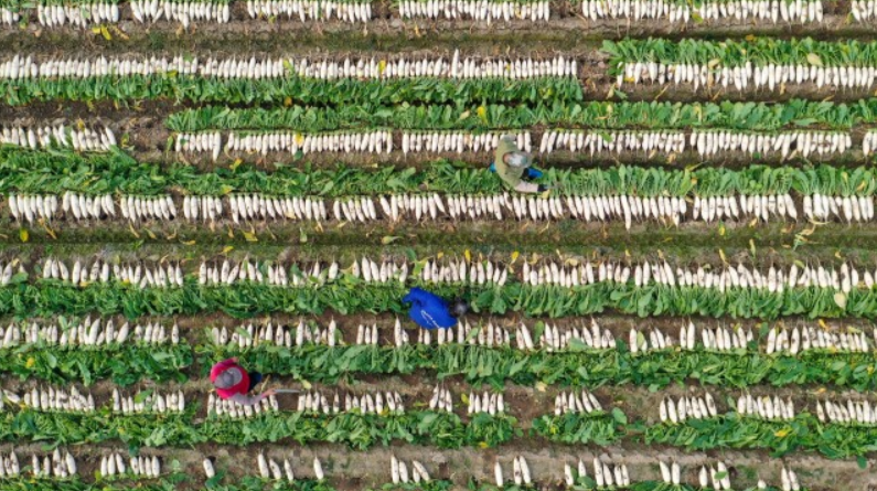 让老百姓吃得好、吃得放心 湖南全力做好春节“菜篮子”稳产保供