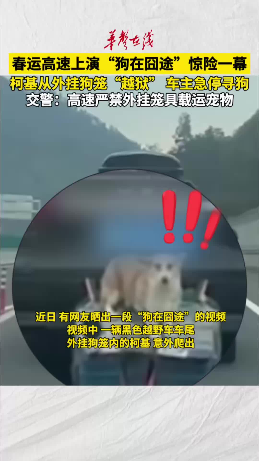 高速半路柯基跳车 车主停车寻狗