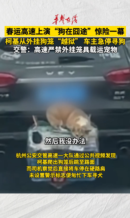 春运高速上演“狗在囧途” 惊险一幕